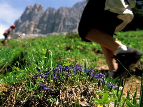 Alpine Pearls