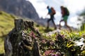 On the Weisshorn