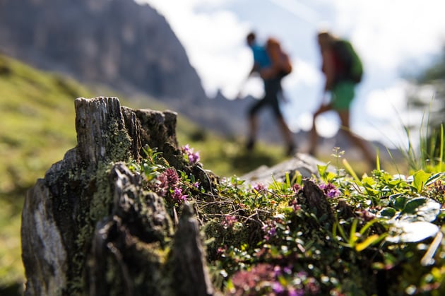 On the Weisshorn