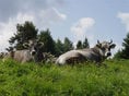 Sommer Aktiv