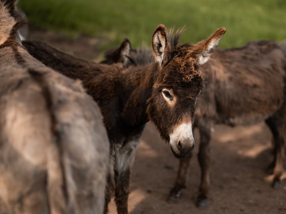 Wanderung im Einklang mit Tier und Natur