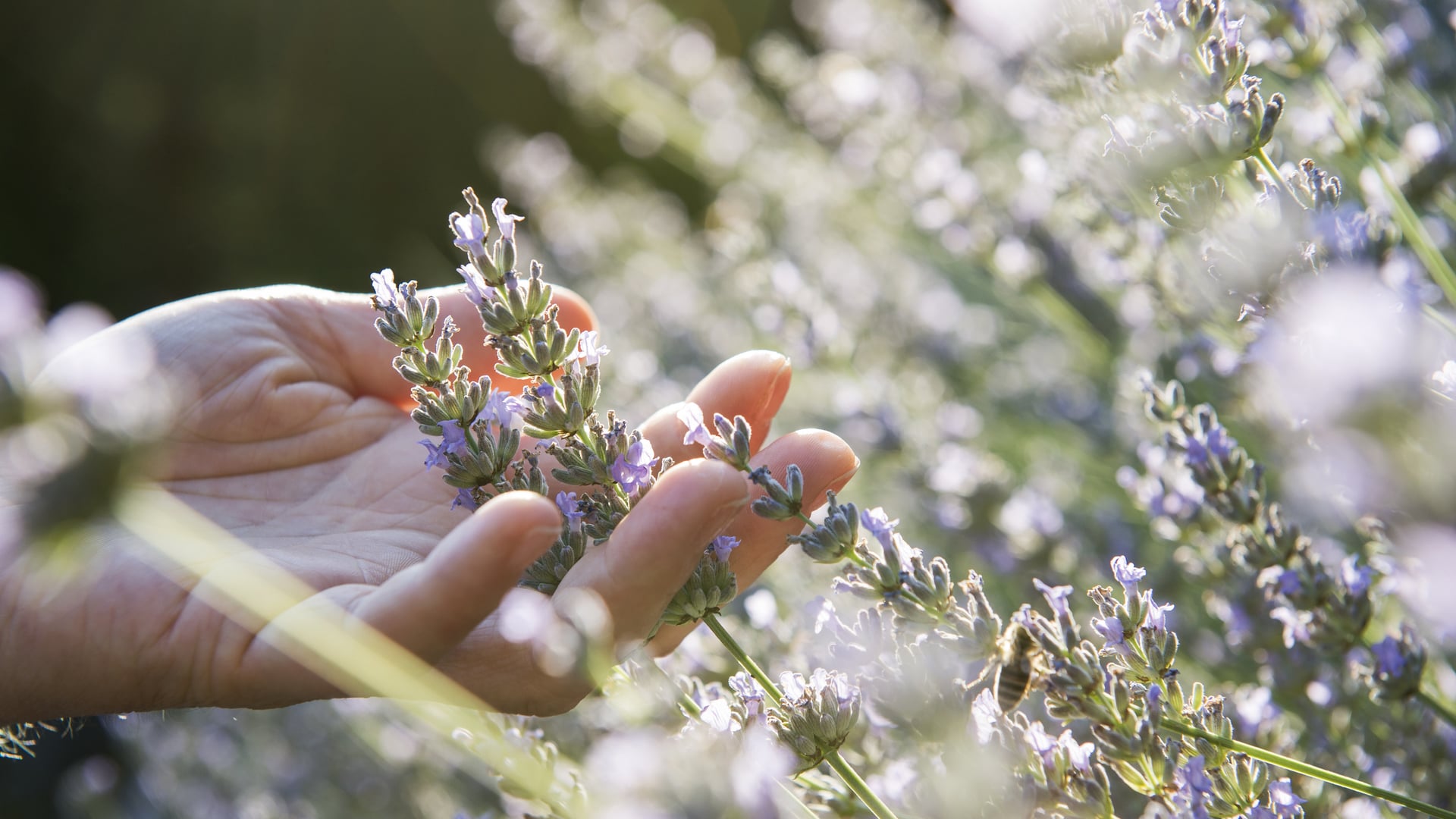 Lavendel-Sauna im Wellnesshotel in der Natur in Südtirol
