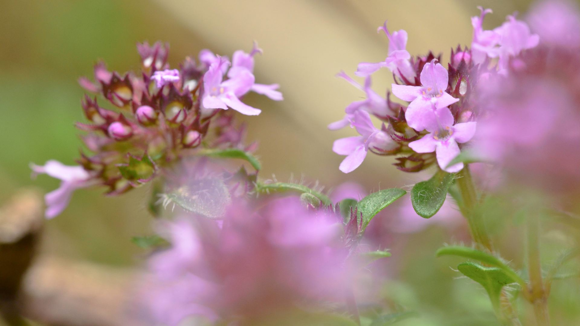 Sauna al timo per il vostro benessere naturale nelle Dolomiti