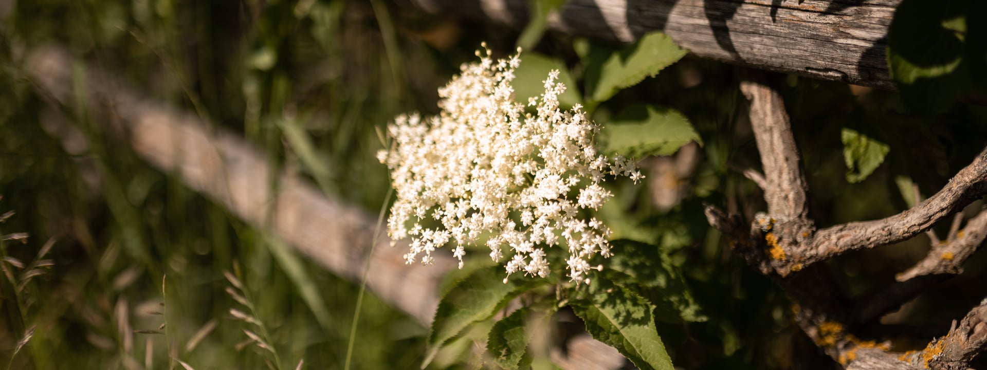 Sciroppo di fiori di sambuco di Brigitte