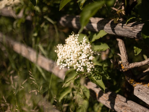 Sciroppo di fiori di sambuco di Brigitte
